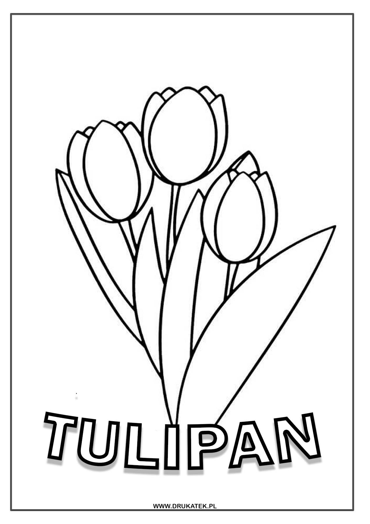 Tulipan Kolorowanka Do Druku Drukatek pl